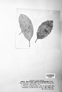 Image Associated With the Occurence